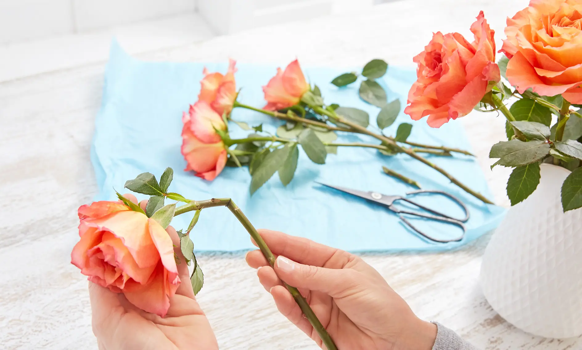 A person trimming the stems of vibrant orange roses with pink edges. The flowers are placed on a light blue cloth on a white wooden surface. Scissors are visible in the background, and some roses are arranged in a white vase, secured with tesa tape.