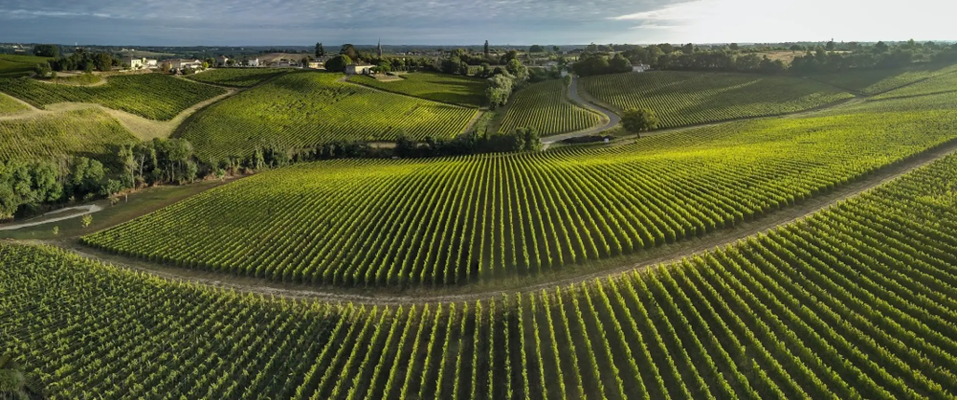 A panoramic view of a vineyard stretching across gently rolling hills. Neat rows of grapevines dominate the landscape under a cloudy sky. A winding road cuts through the greenery, with some buildings visible in the distance.