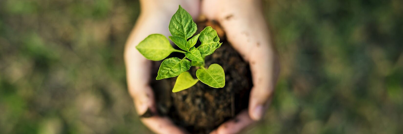 Two hands holding a clump of soil with a small green plant growing from it, secured by tesa tape. The background is blurred, showing a grassy area.