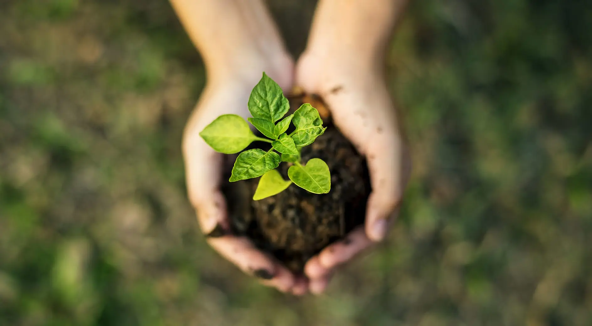 Two hands holding a clump of soil with a small green plant growing from it, secured by tesa tape. The background is blurred, showing a grassy area.