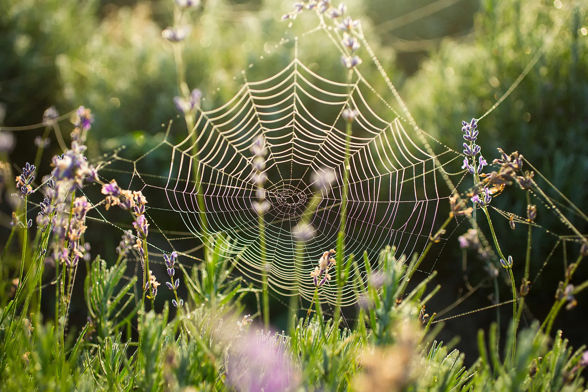 A spider web glistens with dew in a lush grassy setting. The web is centered among lavender flowers, catching the sunlight, which highlights its intricate design. The background is softly blurred, focusing attention on the web.