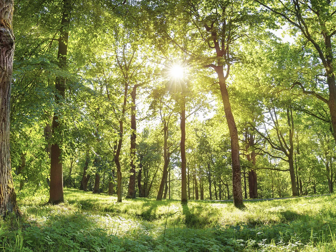 old oak tree foliage in morning light with sunlight