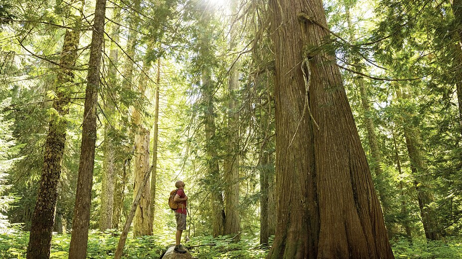 tesa_Twinlock_forrest_72 Man in forest