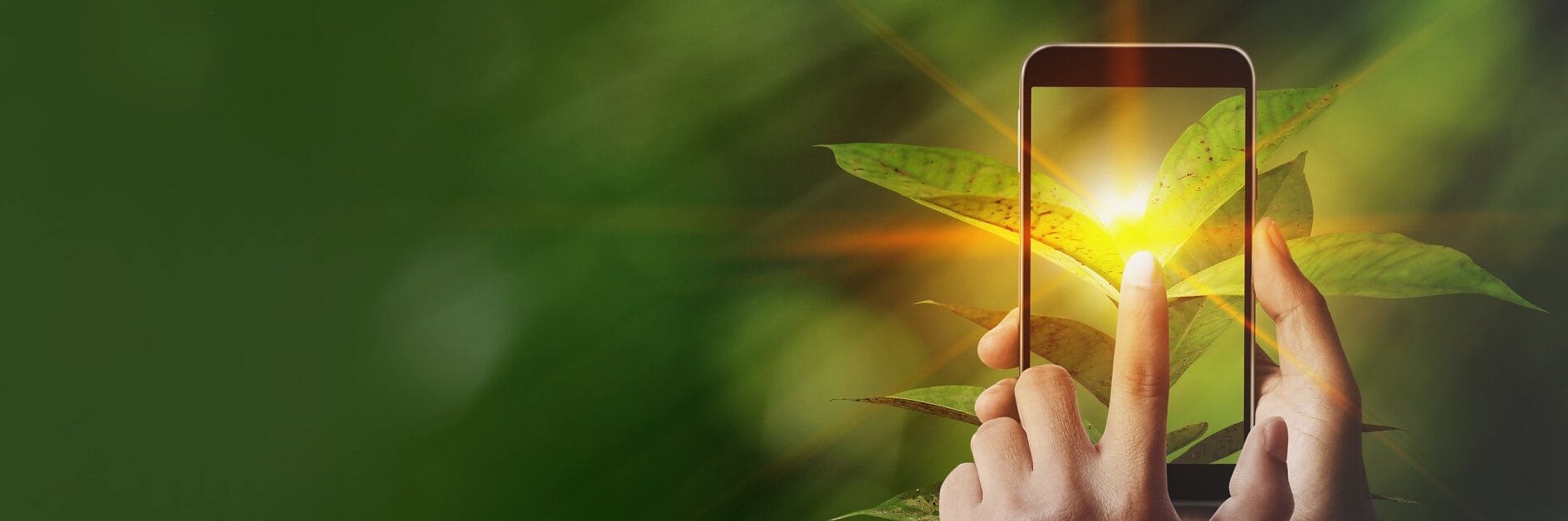 A hand holds a smartphone, capturing a photo of vibrant green leaves. The screen of the phone displays the same leaves, illuminated by a bright light. The background is a blur of various shades of green. (This text has been generated by AI)