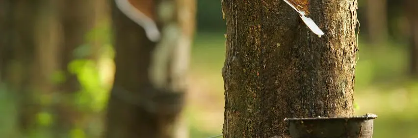 Soruce Responsibly_Sutainable Rubber-2