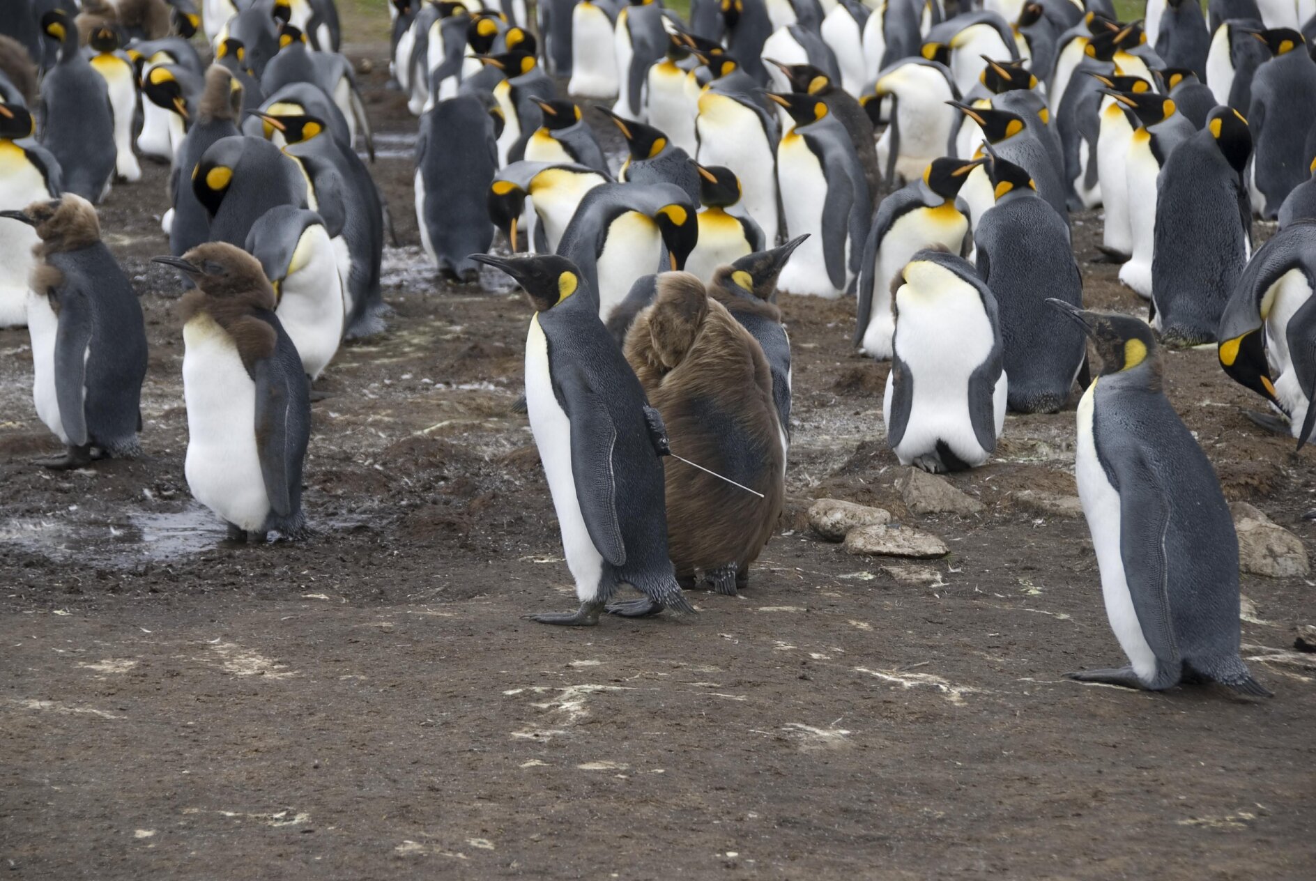 King Penguin Chick King Penguin Chick