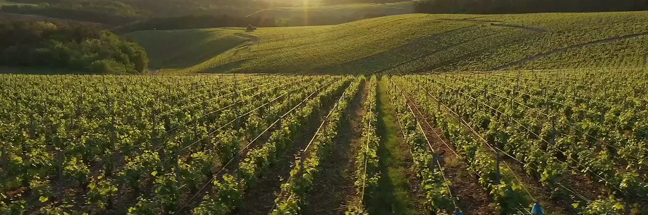 Beautigul Vineyard Beautigul Vineyard