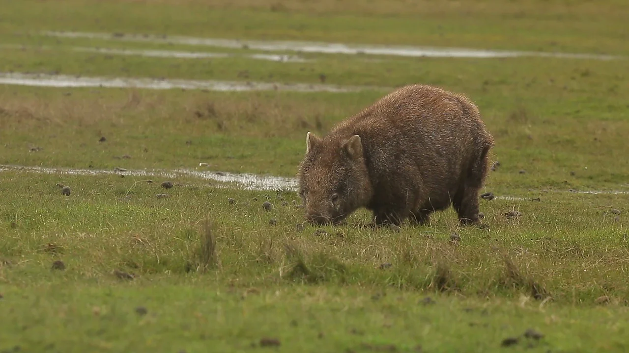 Epilating Wombats with Adhesive Tape