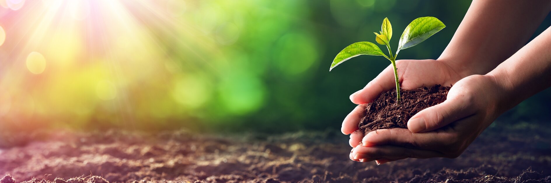 Hands Planting The Seedlings Into The Ground