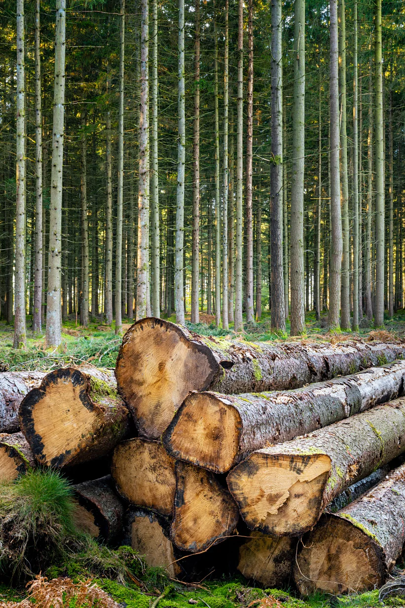 Des troncs de sapin coupés en lisière de forêt