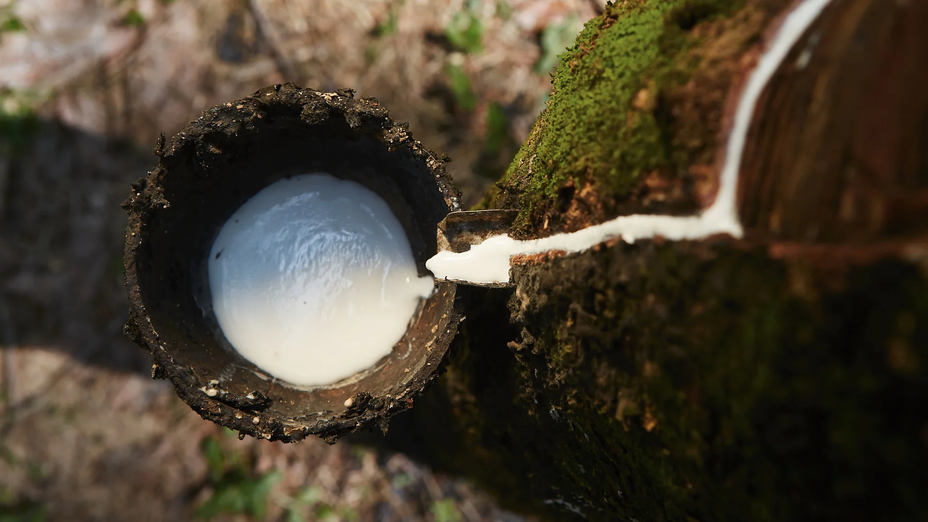 Collecting natural latex from rubber tree.