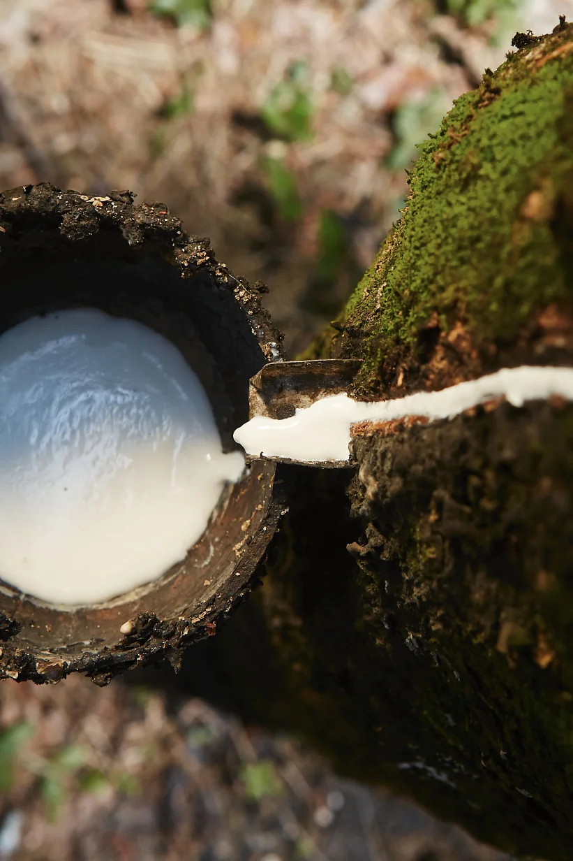 Collecting natural latex from rubber tree.