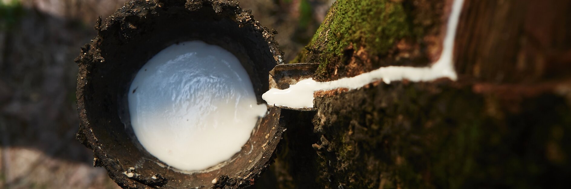 Collecting natural latex from rubber tree.