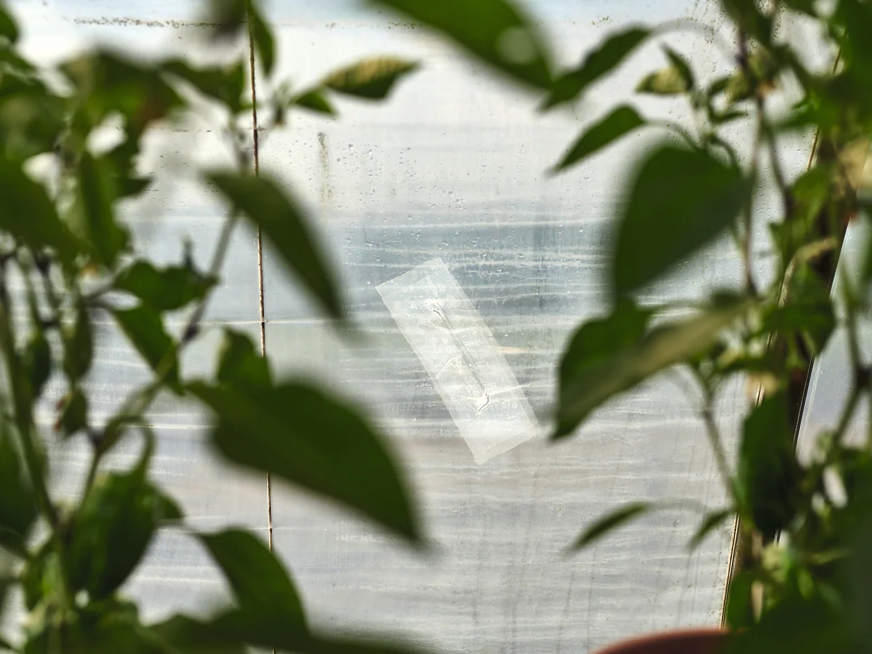 tesa-04646-greenhouse-repairing-tape-5-ap