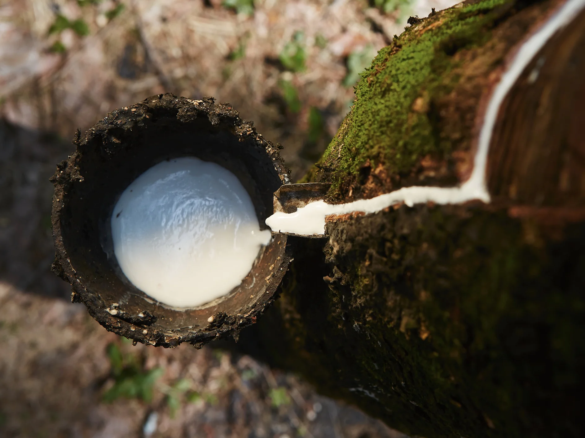 Collecting natural latex from rubber tree.