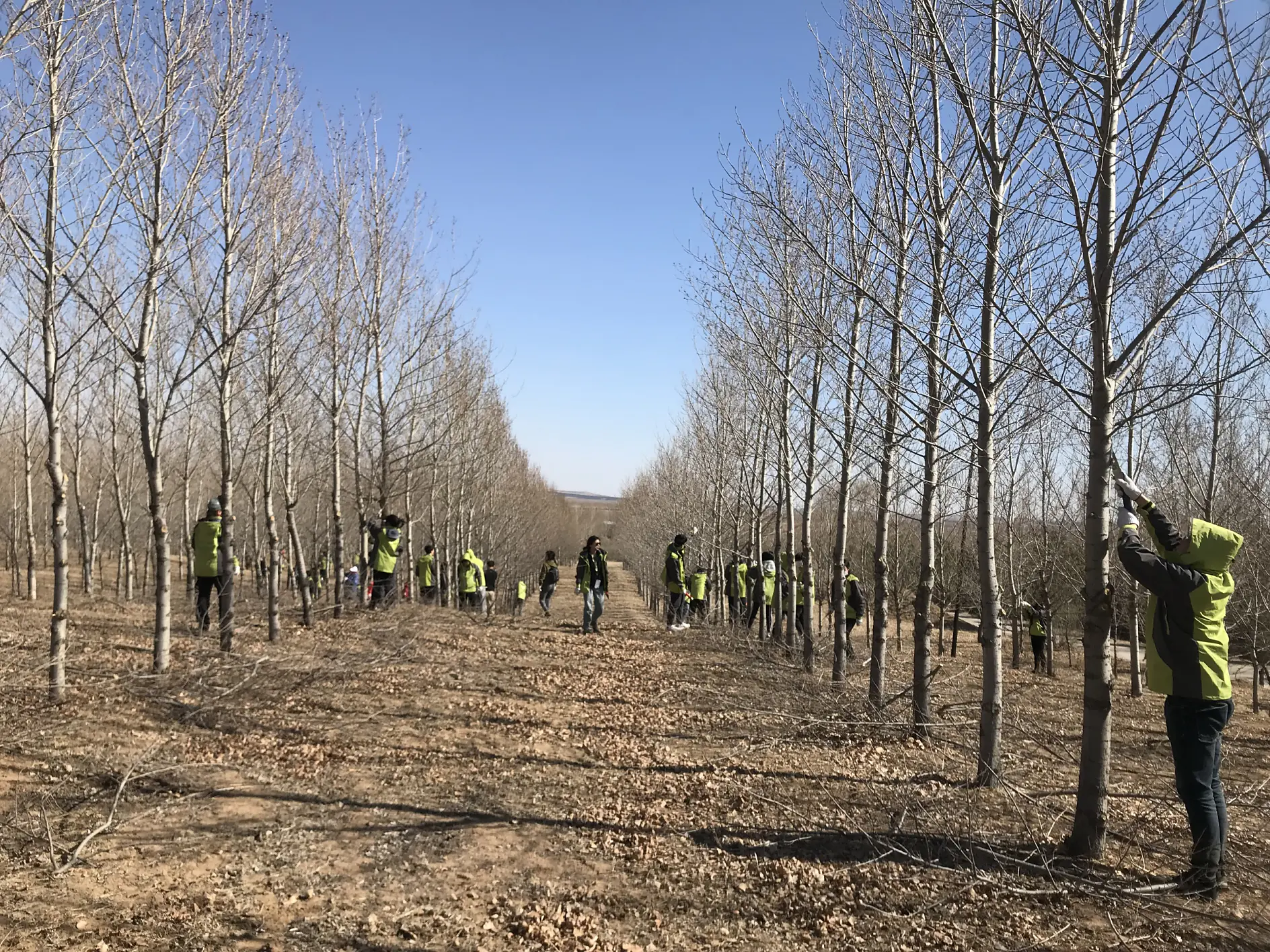 A group of people wearing green and black jackets are pruning trees in a straight row within a large field. The trees are leafless, and the ground is covered with dry leaves. The sky is clear and blue.