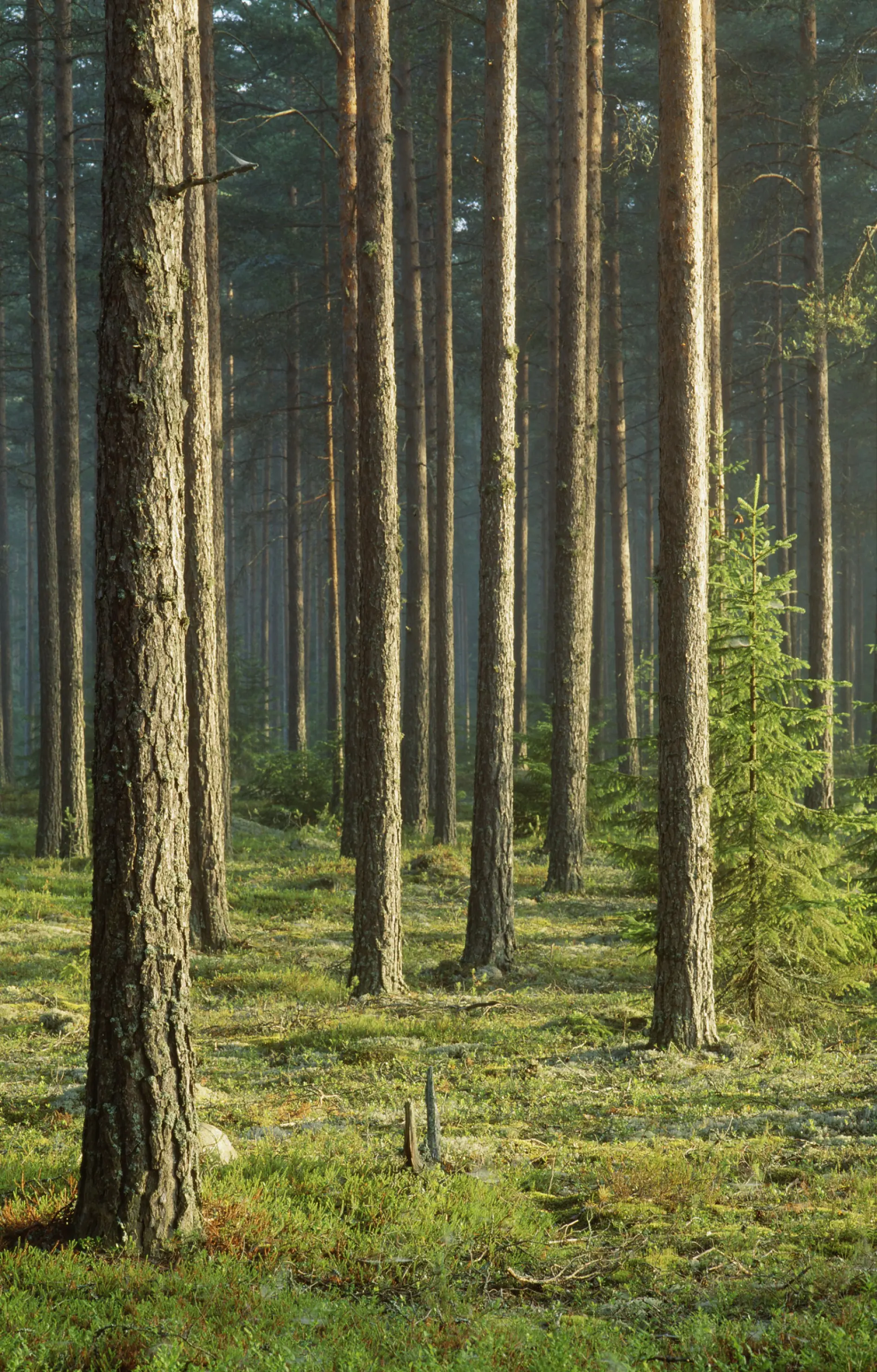 A serene forest scene with tall pine trees evenly spaced across a lush, green forest floor. Sunlight filters through the canopy, casting light and shadows on the ground. A small evergreen tree stands to the right.