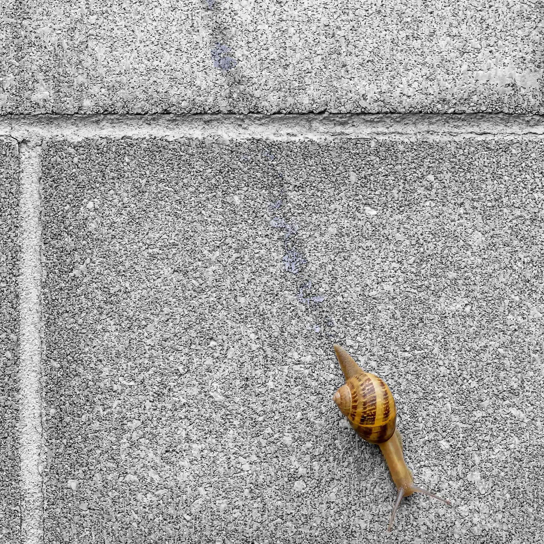 A snail with a brown, striped shell is moving up a gray concrete wall, leaving a faint, shiny trail behind it. The background consists of rectangular concrete blocks.