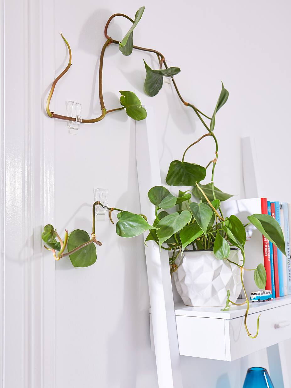 How to help indoor plants climb