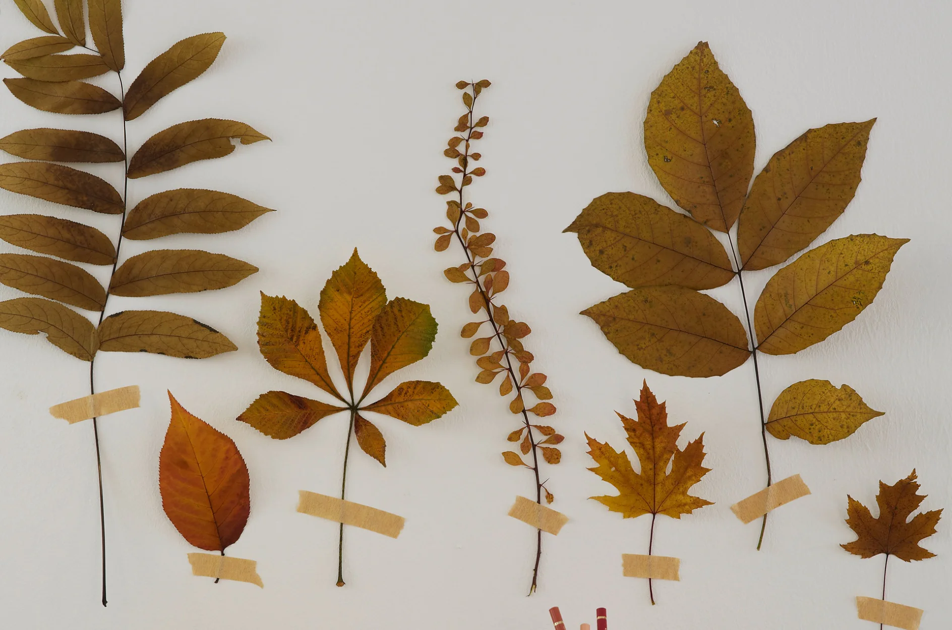 DIY Autumn Leaves Decoration Idea