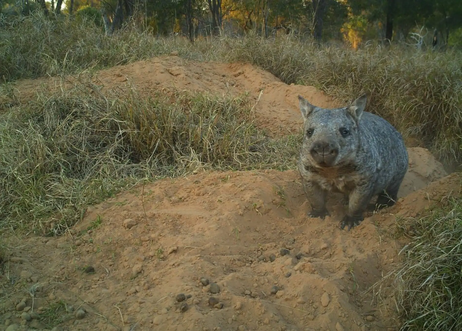 Northern-hairy-nosed-wombat-Photo-property-of-EHP-1024x734