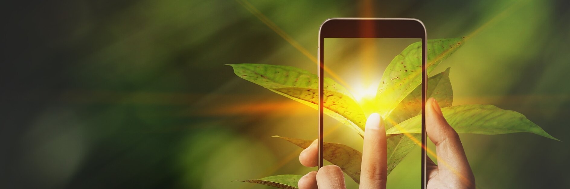 A person holds a smartphone in front of leafy green foliage, capturing a close-up photo of the leaves. Sunlight creates a bright flare behind the phone, casting a warm glow on the leaves and the screen, secured with tesa tape. (This text has been generated by AI)