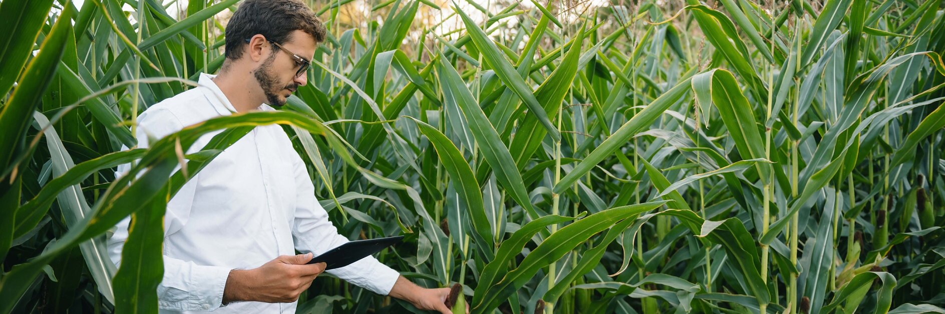 A man in a white shirt and glasses stands in a cornfield, holding a tablet. He is examining the tall green corn plants. Trees are visible in the background. (This text has been generated by AI)