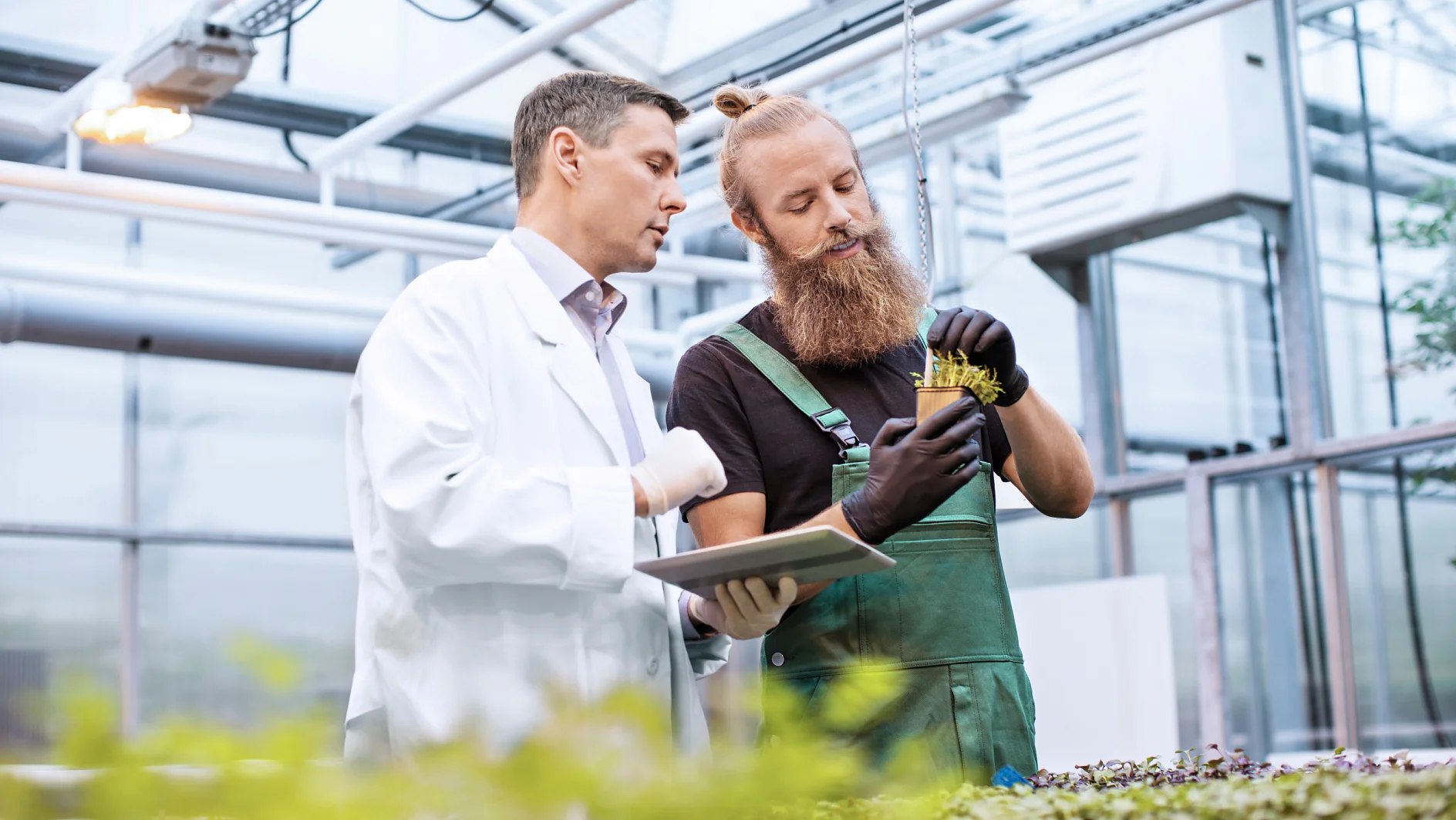 Male scientist and farm worker inspecting seedlings for disease in greenhouse