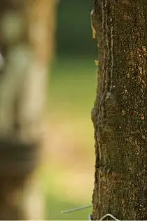 Soruce Responsibly_Sutainable Rubber-2