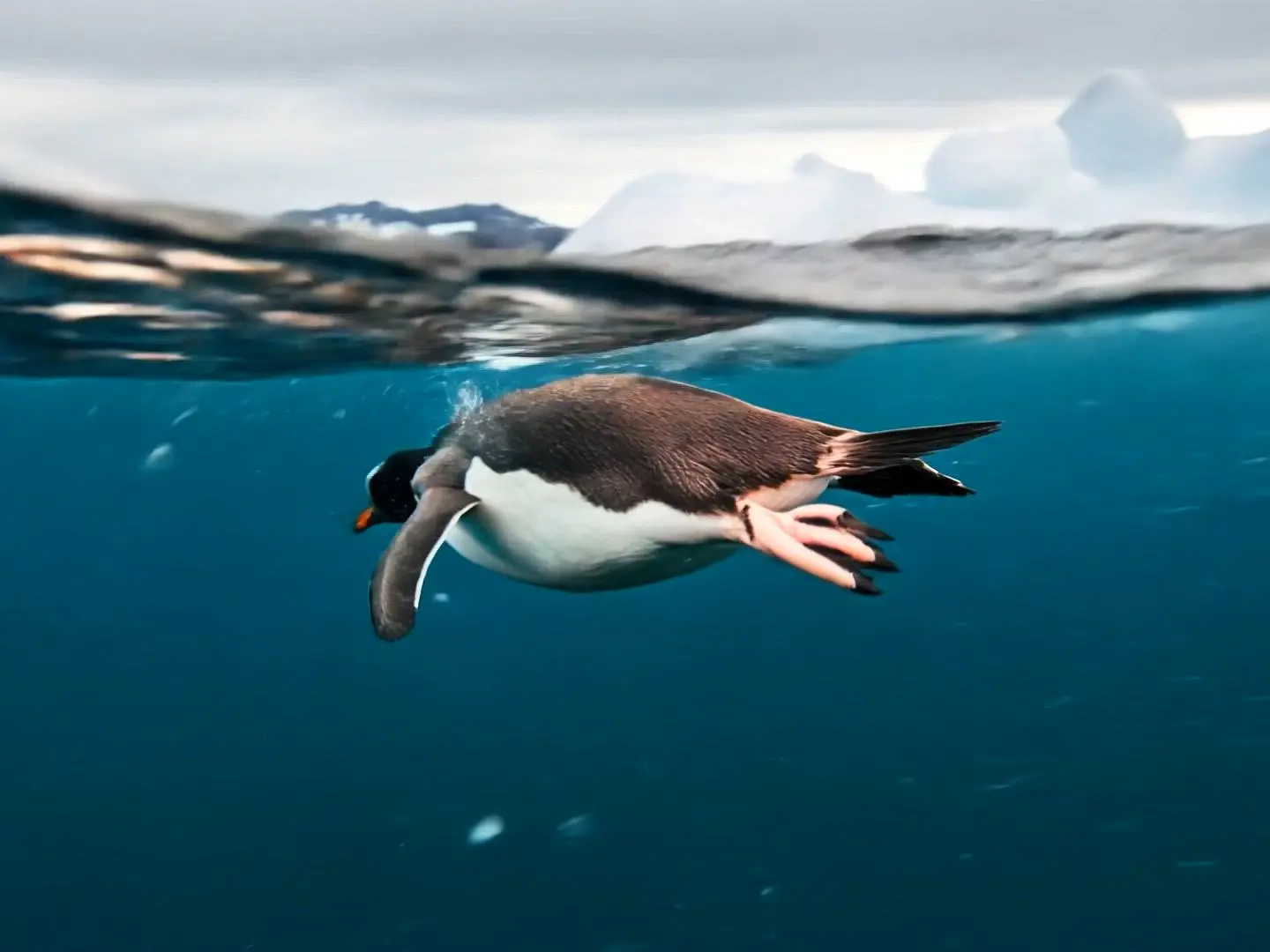 Penguin_16_9_clean