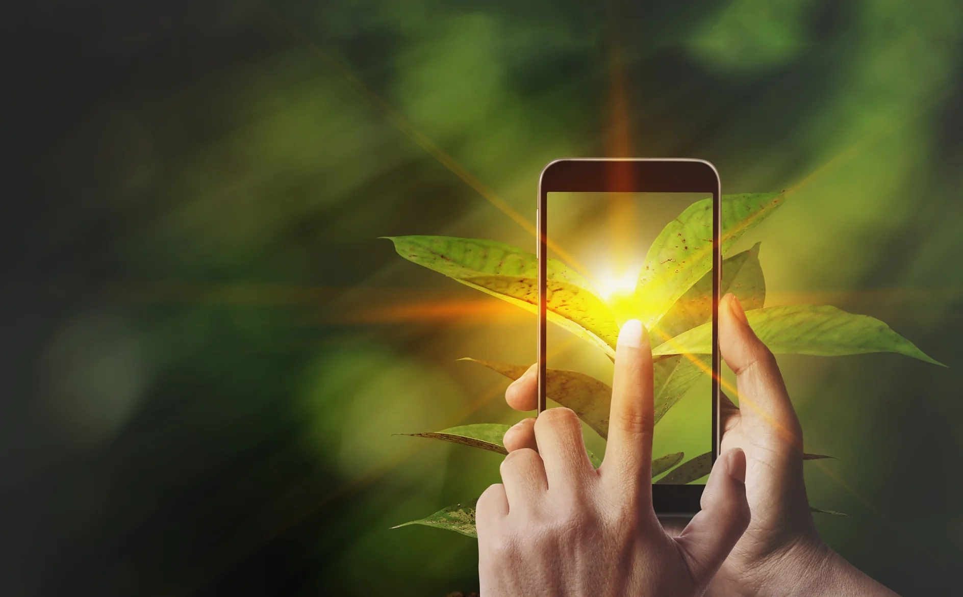 una mano sosteniendo un teléfono inteligente frente a un follaje verde frondoso, capturando una foto del mismo. La luz del sol crea un destello brillante detrás del teléfono, proyectando un resplandor cálido sobre las hojas y la pantalla.