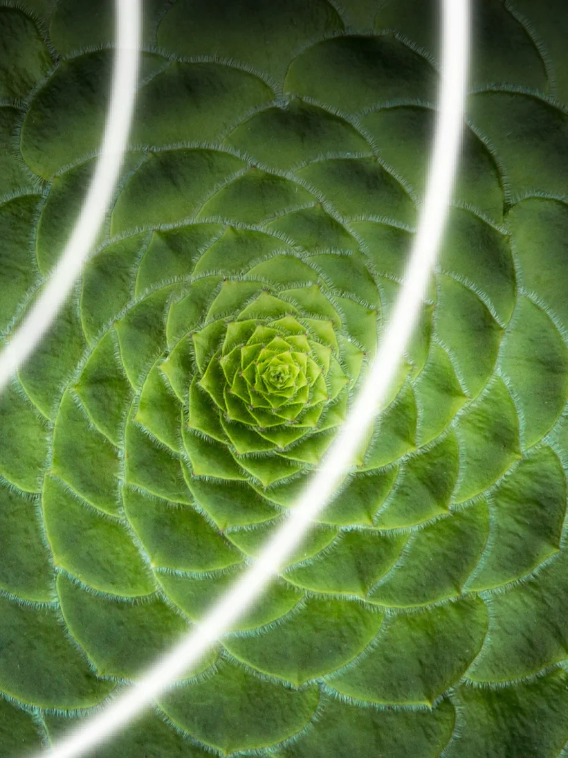 Primer plano de una planta verde que muestra un patrón en espiral formado por hojas muy juntas, similar a una secuencia de Fibonacci. Tres líneas blancas se curvan a lo largo de la imagen, en contraste con el patrón natural, y se asemejan a tiras de cinta adhesiva integradas elegantemente en la escena. (This text has been generated by AI)