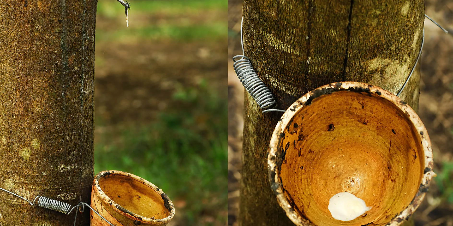 La leche del látex se obtiene directamente del árbol del caucho