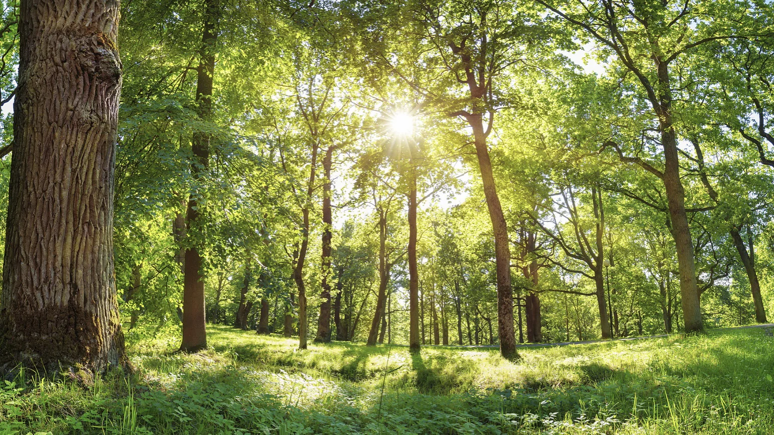 old oak tree foliage in morning light with sunlight