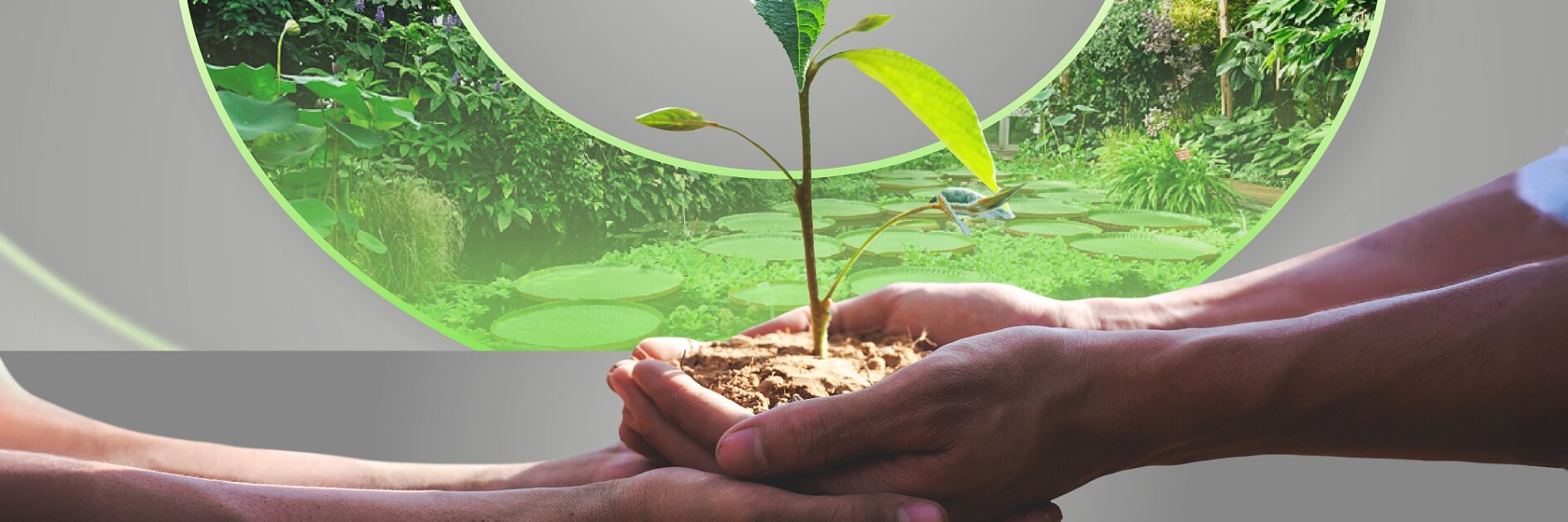 Dos manos sostienen una pequeña planta con hojas verdes que crecen en la tierra. En el fondo, hay nenúfares y vegetación exuberante, que se ven a través de aberturas circulares de cinta adhesiva, sobre un fondo gris. (This text has been generated by AI)