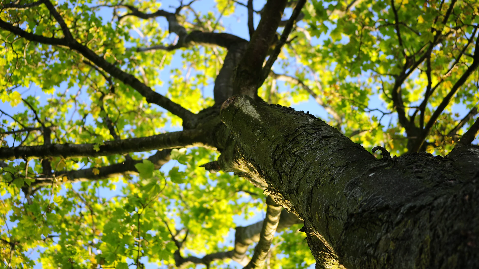 Vastutus Wood Natur Tree Leaves