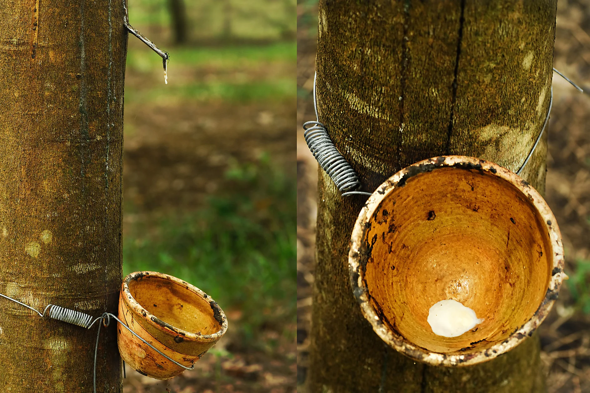 Le lait de latex est récupéré directement de l’arbre à caoutchouc