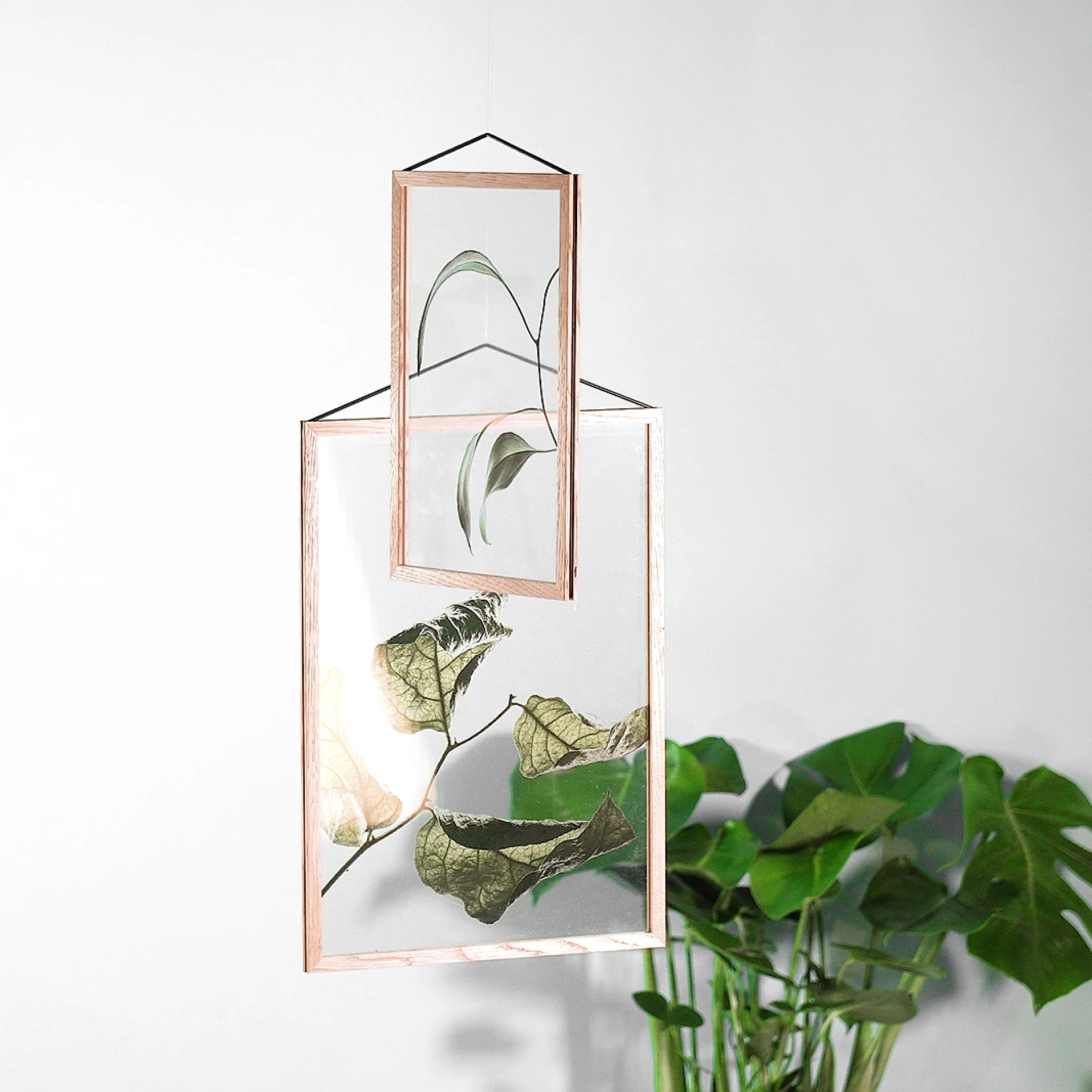 Two transparent frames with leaves are suspended against a light gray wall using tesa tape. The top frame is smaller, containing a single curved leaf, while the lower frame holds several larger leaves. A potted plant is partially visible in the bottom right. (This text has been generated by AI)