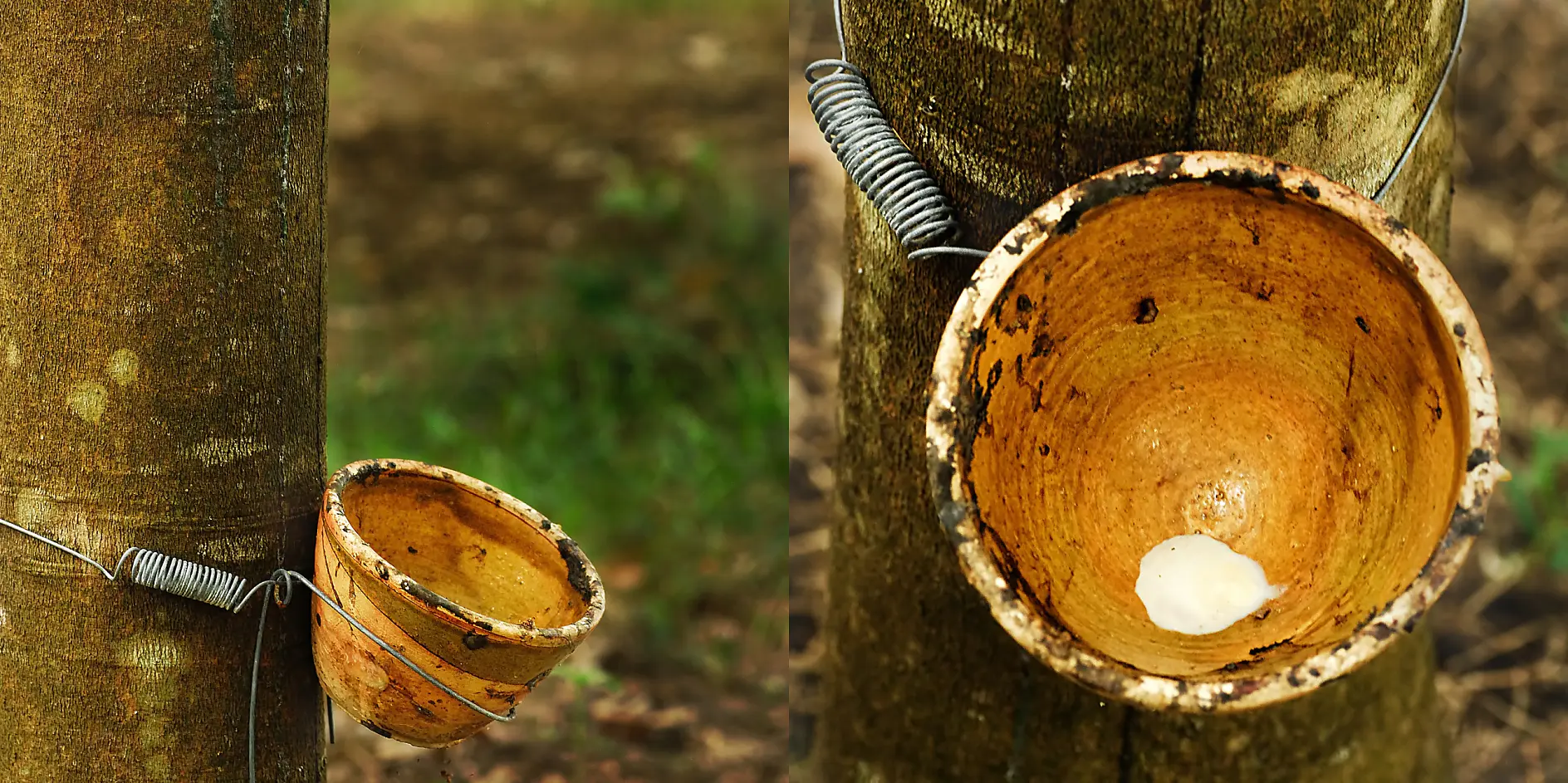 Le lait de latex est directement obtenu de l’arbre à caoutchouc