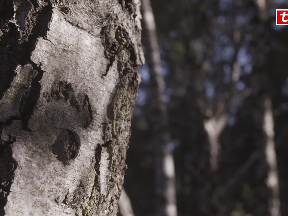 tesa-pollen-protection_hungarian_video_201201