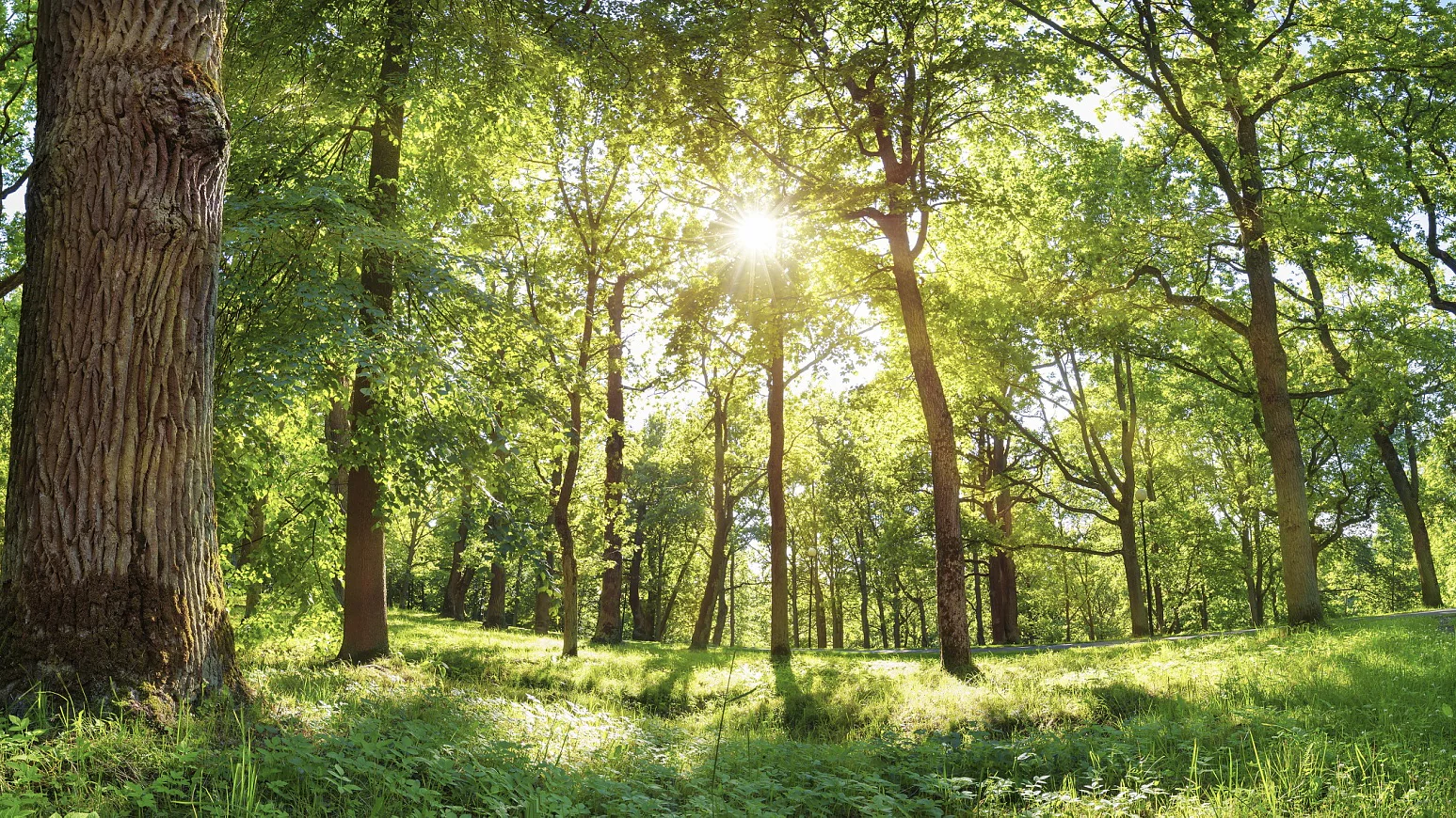 fogliame di una vecchia quercia alla luce del sole del mattino