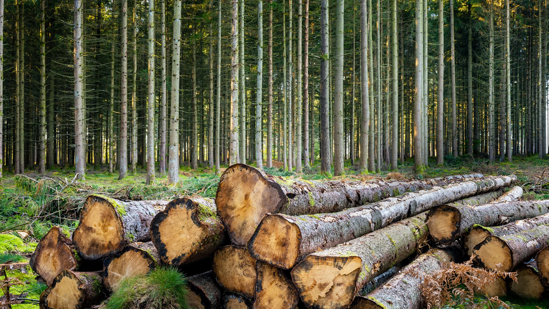 Stacked tree logs are placed at the forefront in a forest. Tall, evenly spaced trees with slender trunks fill the background, extending into the distance. The ground is covered with greenery and patches of moss. (This text has been generated by AI)