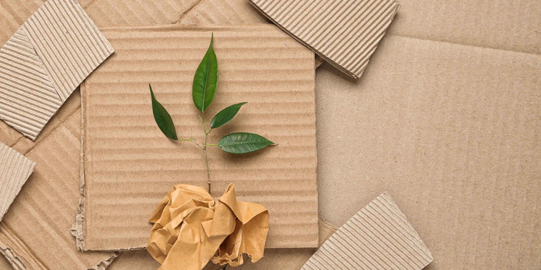 Fondazione per la tecnica della carta A small green plant sprouting from a crumpled piece of brown paper rests on layers of flat, textured cardboard. The background consists of overlapping pieces of corrugated cardboard, each showing distinctive ridges and edges, all held together securely by tesa tape. (This text has been generated by AI)