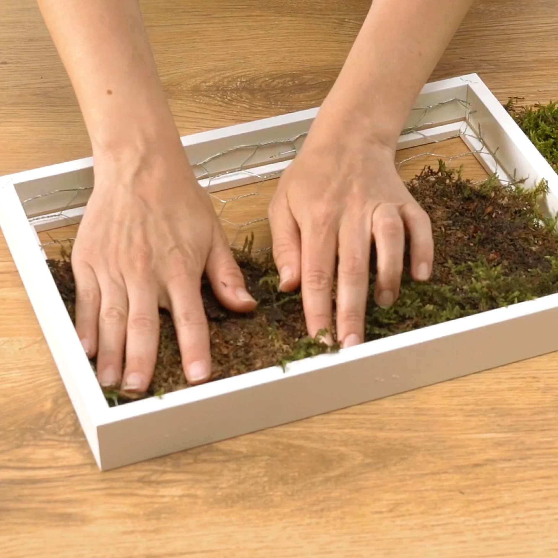 Two hands are arranging soil and moss inside a white rectangular frame placed on a wooden surface. The frame appears to be part of a craft or gardening project, with tesa tape being used to secure all elements in place. (This text has been generated by AI)