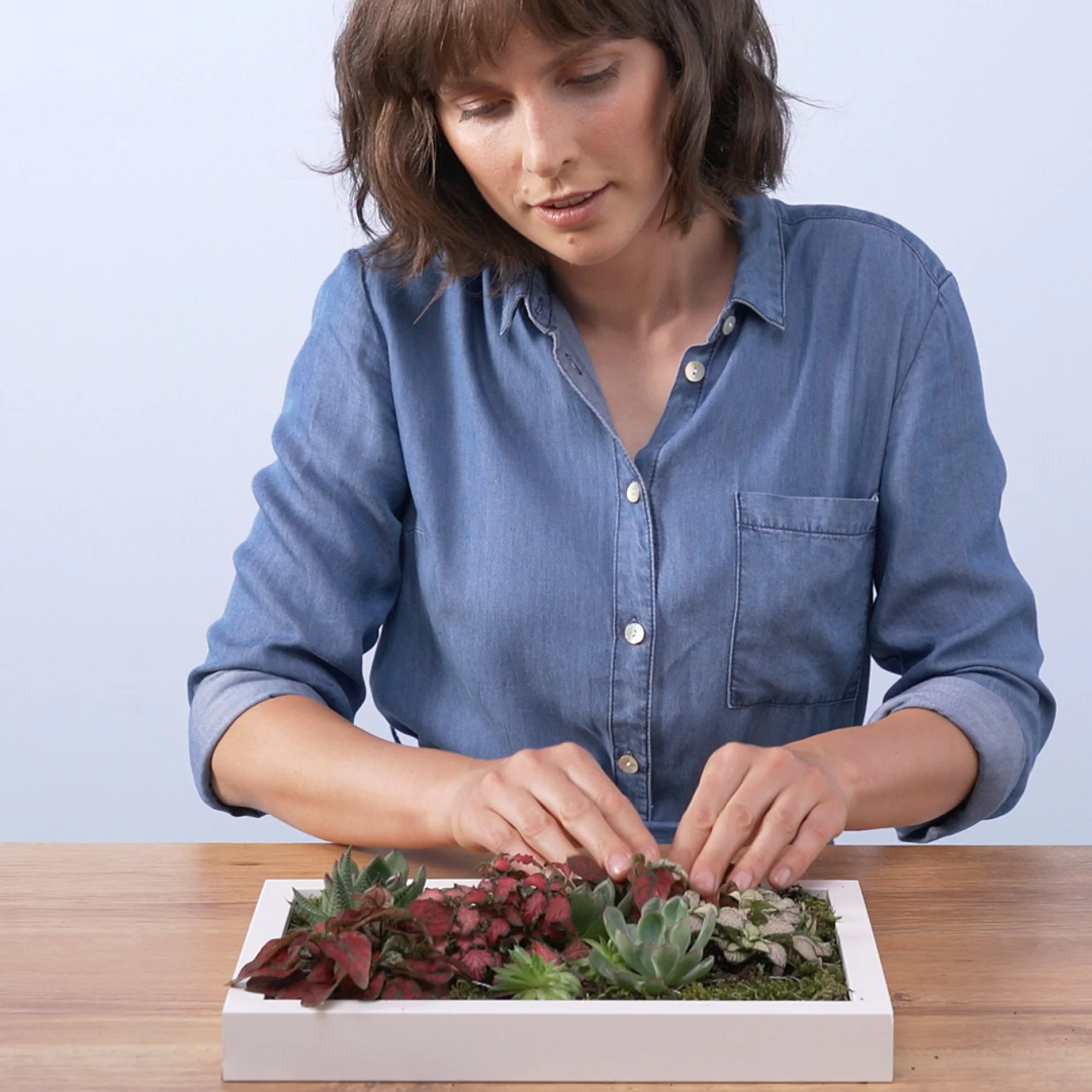 A woman in a denim shirt is arranging small potted plants in a white frame on a wooden table. She is using tesa tape to secure the plants, which are various types of succulents. The background is plain light blue. (This text has been generated by AI)
