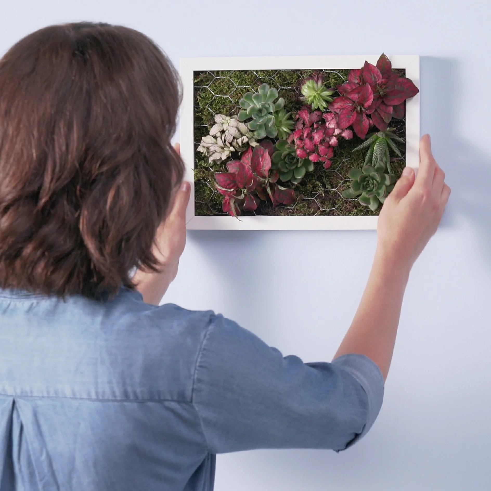 A person in a blue shirt hangs a white-framed artwork featuring red and green succulent plants arranged in a decorative pattern on a light blue wall using tesa tape. (This text has been generated by AI)