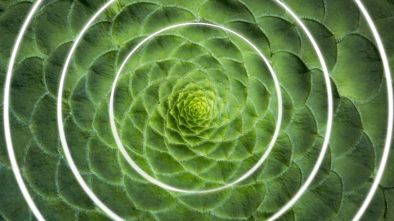 Close-up view of a green succulent with a spiral pattern at the center. The image features superimposed white concentric circles made with tesa tape that highlight the plants symmetrical structure. The leaves are tightly arranged, showcasing a geometric design using tesa tape for emphasis. (This text has been generated by AI)