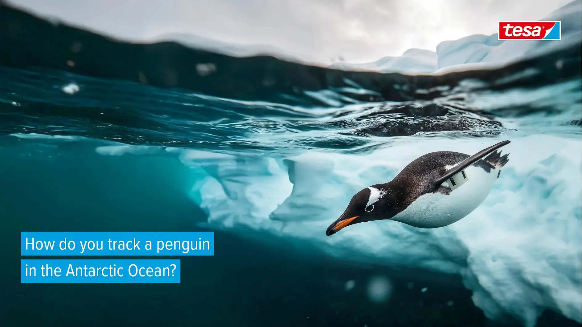 TES6997_Stories_Web_Headline_only_1920x1080_(16-9)_ペンギン