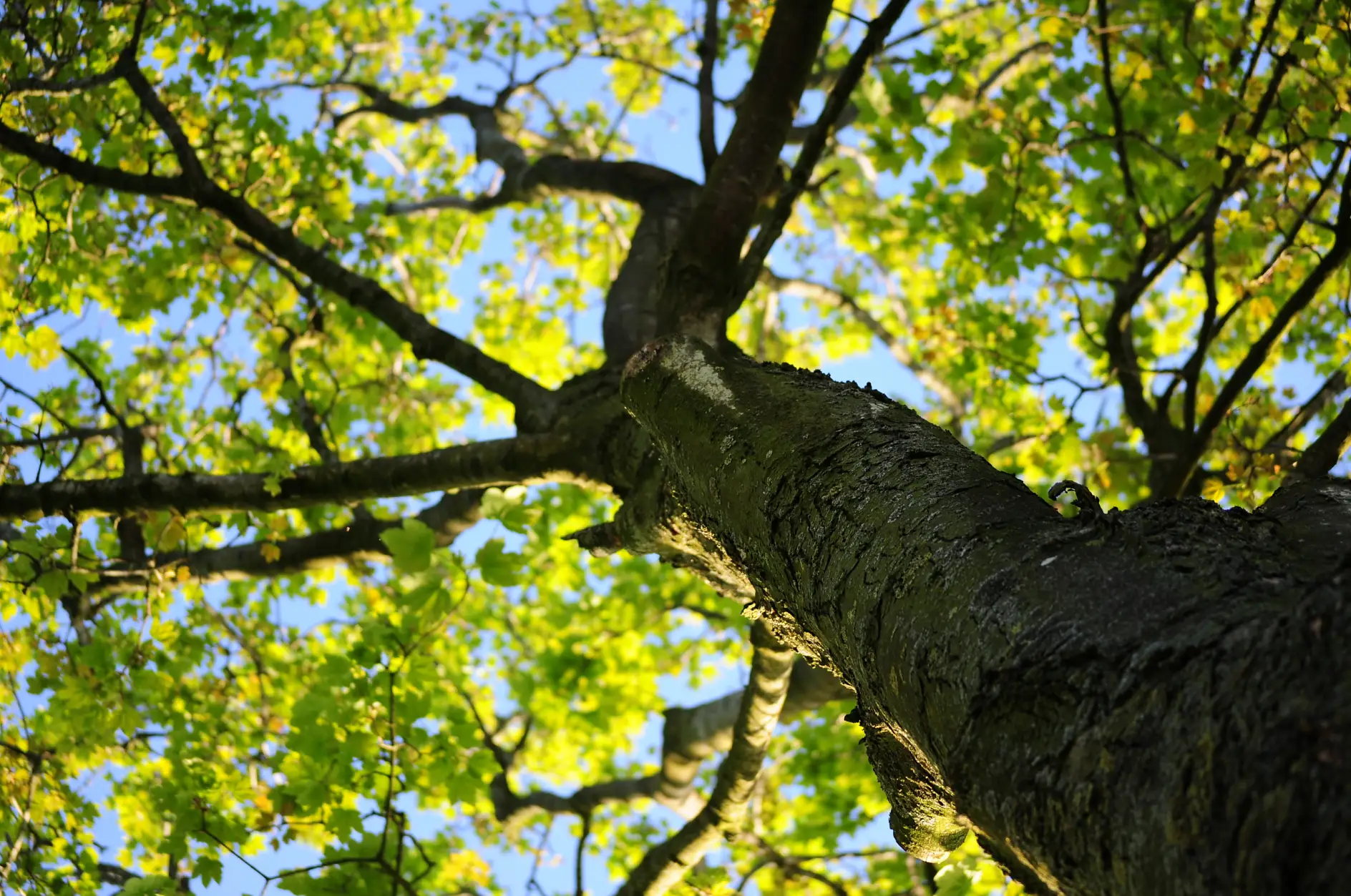 숲 자연 나무 나뭇잎들 책임감