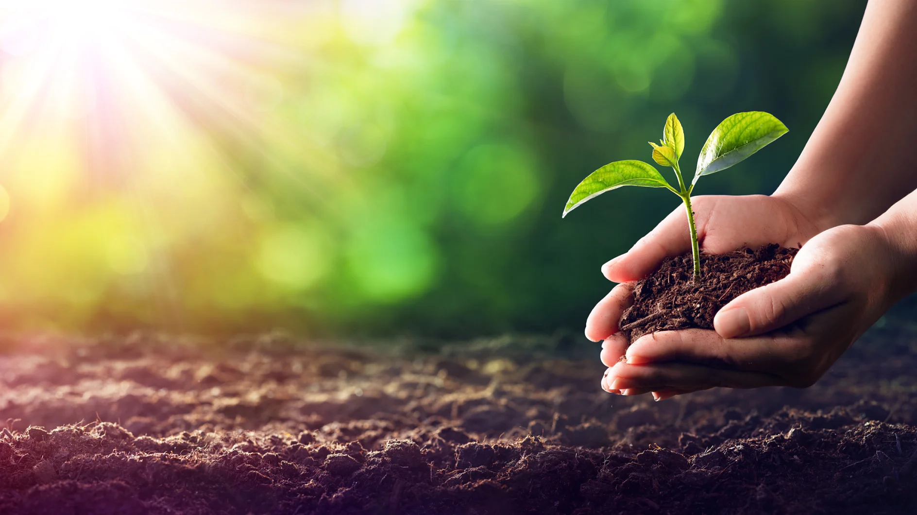 Hands Planting The Seedlings Into The Ground